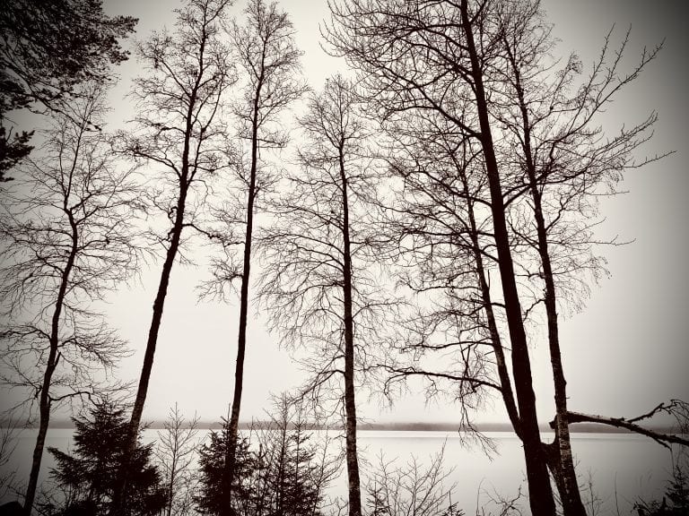 Skog, Finnskogen