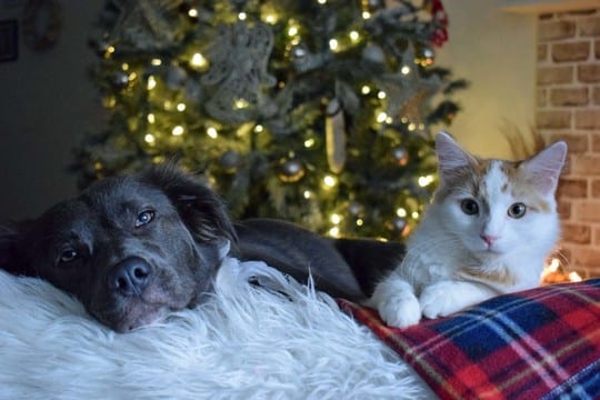 MAT: Fet julemat eller julegodterier som sjokolade kan føre til alvorlig magetrøbbel og forgiftning hos hunder. Foto: Tryg Forsikring