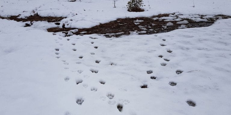 Kynnareviret i Hedmark i vinter. Foto: Statens naturoppsyn