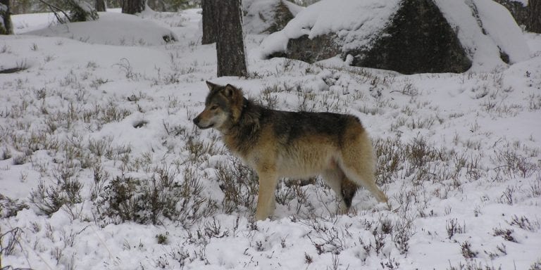 MÅ AVLIVES: Elgå-ulven må avlives, mener Hedmark Bondelag. Illustrasjonsfoto: Åke Åronson, Skandulv