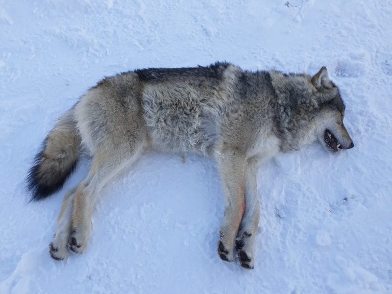 BEDØVD OG FLYTTET: Dette er ulven som ble bedøvet og merket med GPS-sender før den ble flyttet i november. Foto: Statens Naturoppsyn/Miljødirektoratet