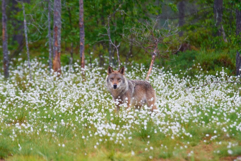 VANT I RETTEN: Den internasjonale miljøorganisasjonen WWF tok ulvesaken til retten og vant. Foto: WWF