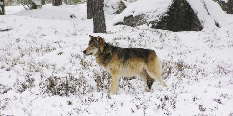 IKKE GODKJENT: Det blir kun tatt ut én ulveflokk i lisnesjakta som starter 1.januar 2020. Vedtaket fra rovviltnemdene om å felle totalt tre flokker ble ikke godkjent. Illustrasjonsfoto: Åke Åronson, Skandulv