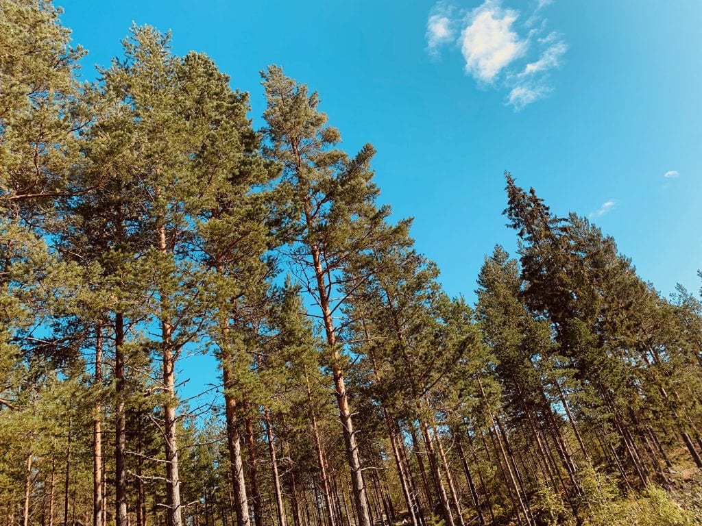 DYREFÔR: Glommen Technology ønsker å satse på dyrefôr fra skogen, og bruke dette i kraftfôr til drøvtyggere. Foto: Liv Rønnaug B. Lilleåsen