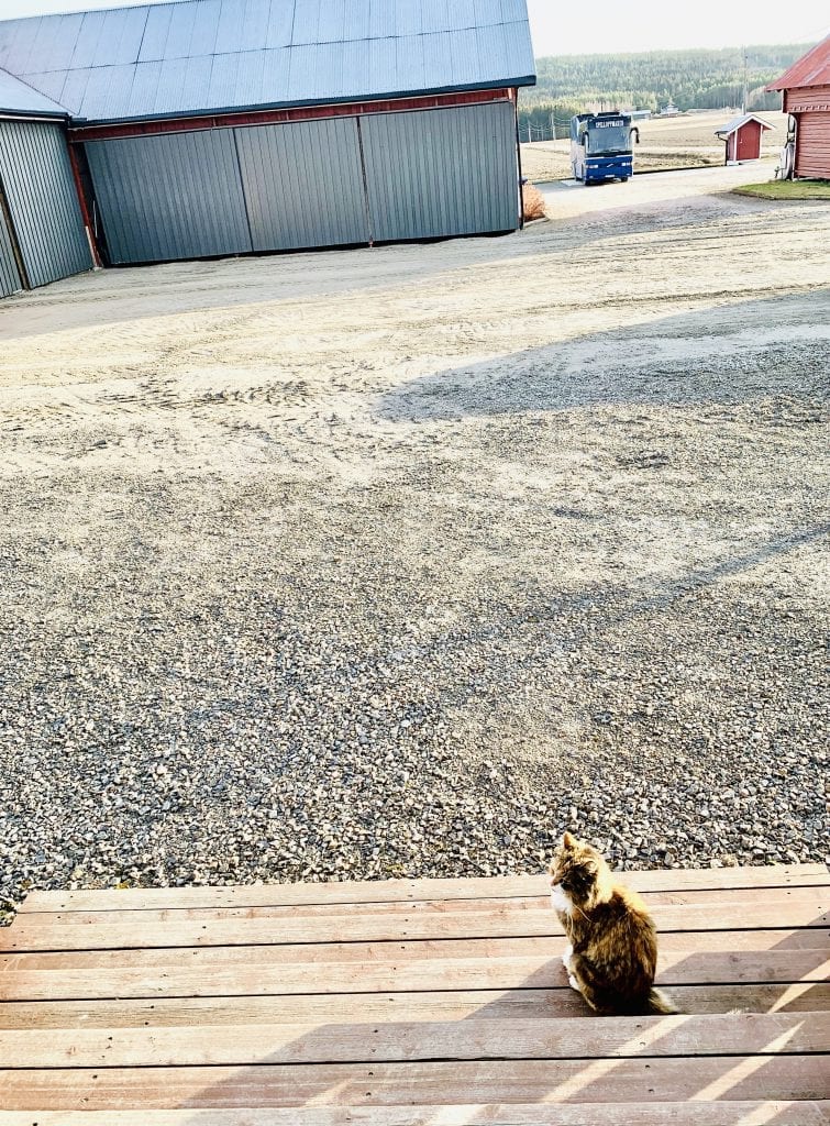 NØSTE: Her på Namnå bor hun blant annet sammen med kattene Nøste og Lucas. Foto: Liv Rønnaug B. Lilleåsen