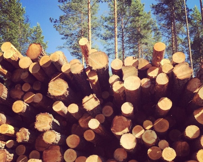SOLØR: Grue, Åsnes og Våler er med på et prøveprosjekt om å frakte mer tømmer på veiene. Prosjektet startet i slutten av januar, og varer i tre år framover. Foto: Liv Rønnaug B. Lilleåsen