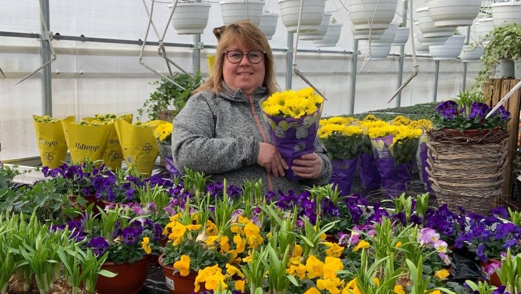 ÅPNER TIL PÅSKE: Grindaker gartneri på Sletta i Åsnes satser enda større i år, og åpner til påske. Siw Monica Holth har tatt ett års permisjon fra jobben sin, og blir nå blomsterdame på heltid.