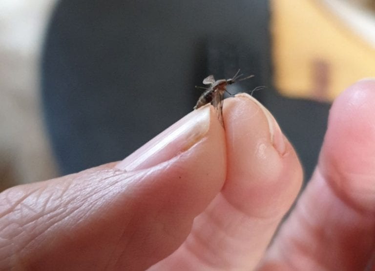 ÅRETS FØRSTE: Denne mehanken er ikke lenger blant oss. Frida Lilleberg mener å ha sett mehank så tidlig som i mars i Jammerdalen, men syns likevel starten av april er tidlig nok.