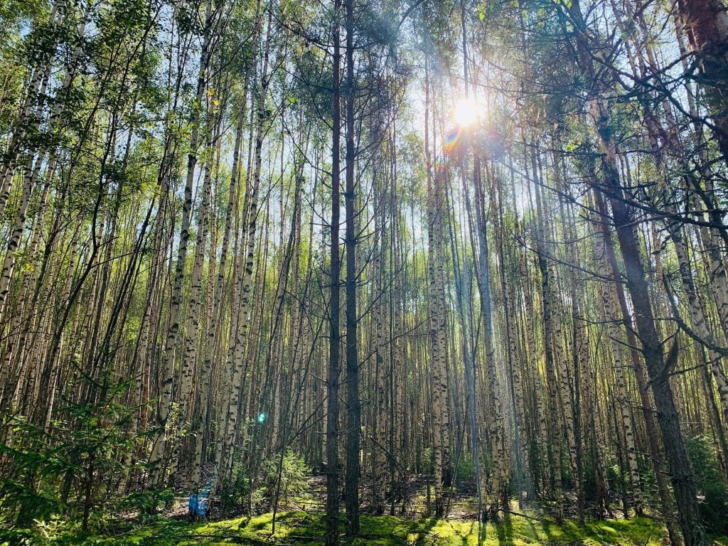 SKOGPLANTING: Glommen Mjøsen Skog oppfordrer folk til å melde seg om de vil være med på skogplanting i tida framover. Foto: Liv Rønnaug B. Lilleåsen