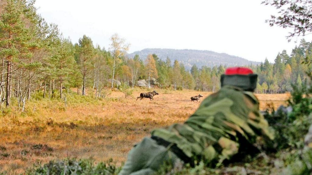 ATTRAKTIVT: En storviltlinje på Sønsterud vil tiltrekke seg elever fra hele landet, og dermed styrke posisjonen til Solør videregående skole. Foto: Norges Jeger- og Fiskerforbund