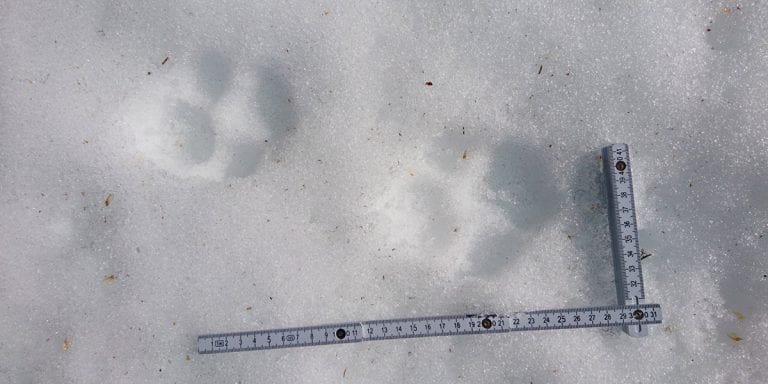 FERDIG: Vinterens sporregistrering varer fra 1. oktober til 31. mars, og nå er de foreløpige resultatene klare. Her er spor av ulv i Deisjøreviret i deler av Stor-Elvdal og Rendalen. Foto: SNO
