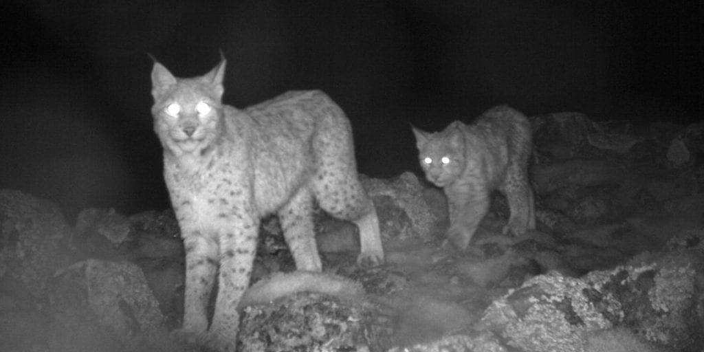 MANGE: For første gang på åtte år ligger den norske gaupebestanden iver det nasjonale bestandsmålet, som er bestemt av Stortingetr. Foto: Viltkamera.nina.no