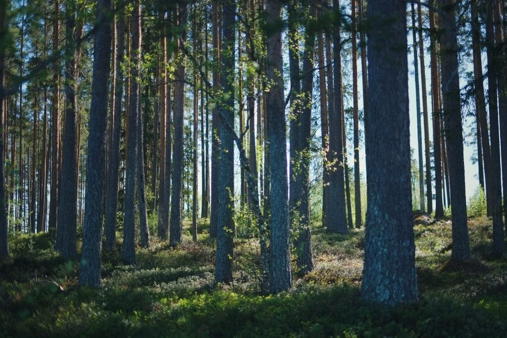 STORE MULIGHETER: Folk som bor i Solør ser ikke skogen for bare trær. For Oslo-folk som går i kø i Nordmarka og Østmarka er Finnskogen helt spesielt. Foto: Hanne Martinsen.