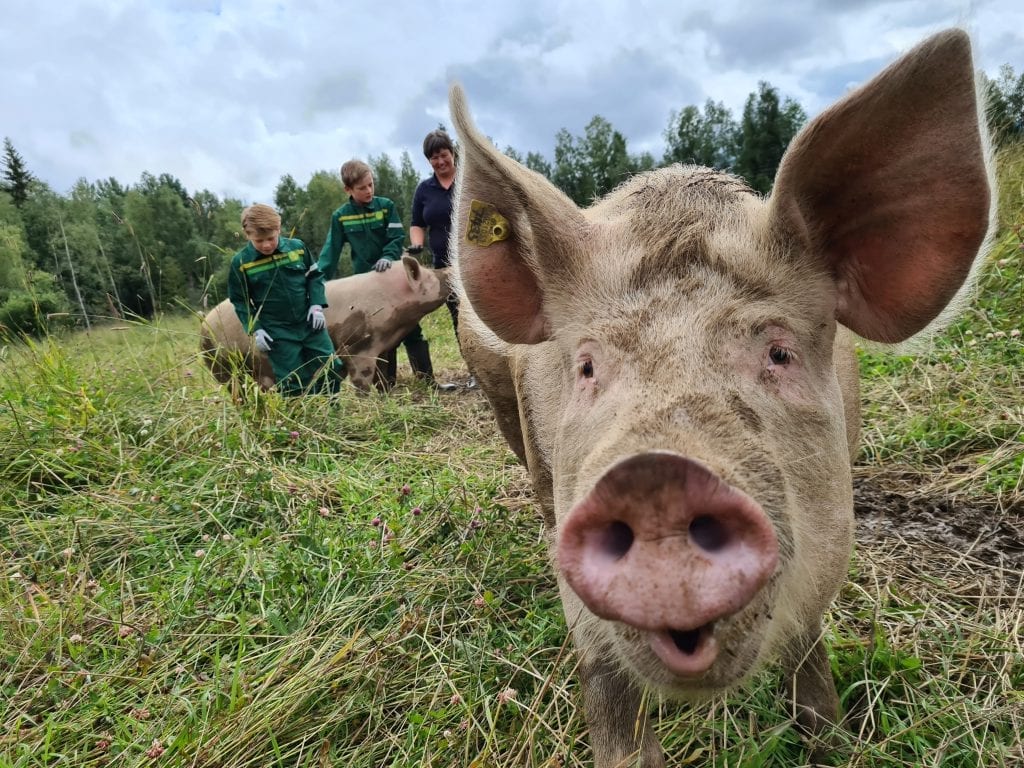 LYKKELIGE GRISER: Fire purker og 45 smågris lever et lykkelig liv hos Skyrudsmoen i Grue. Bak ser vi Gaute (12), Vebjørn (8) og Lene.