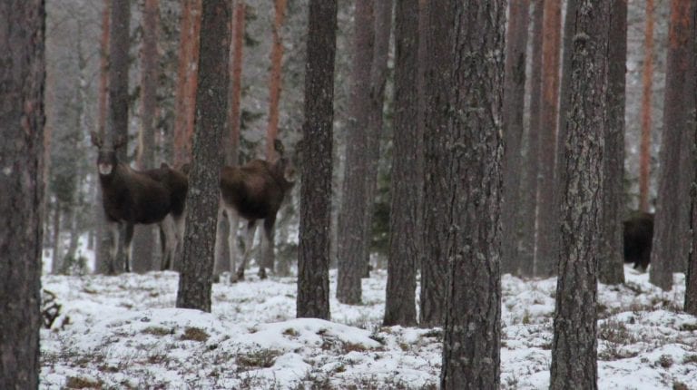 ENORM INTERESSE I ÅR: Det er venteliste på introkurset for elg i Gravberget. Ada Bredalen i Norges Jeger- og Fiskerforbund forteller om ekstrem interesse for introkursene i år. Foto: Morten I. Schei.
