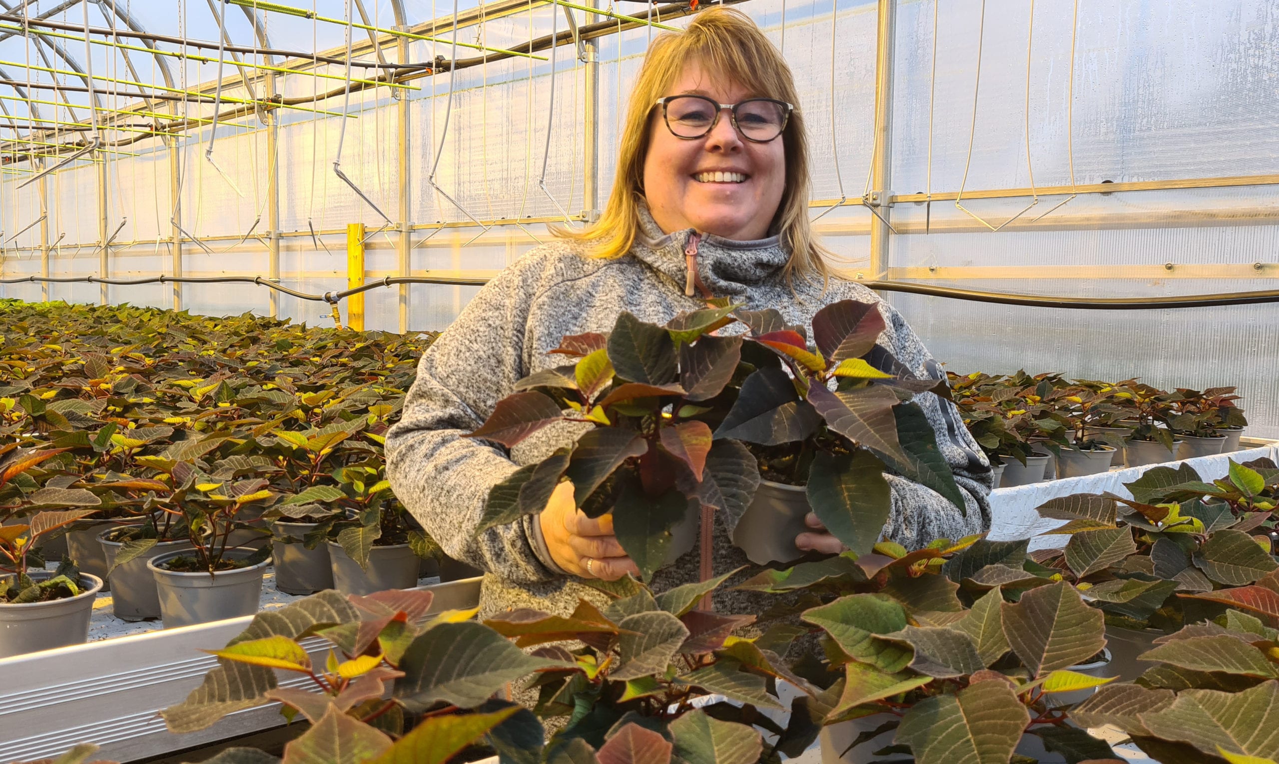KLAR FOR JULETRAFIKKEN: Siw Monica Holth er spent på om 2.000 julestjerner er riktig beregnet, og gleder seg til juletrafikken starter skikkelig hos Grindaker Gartneri.