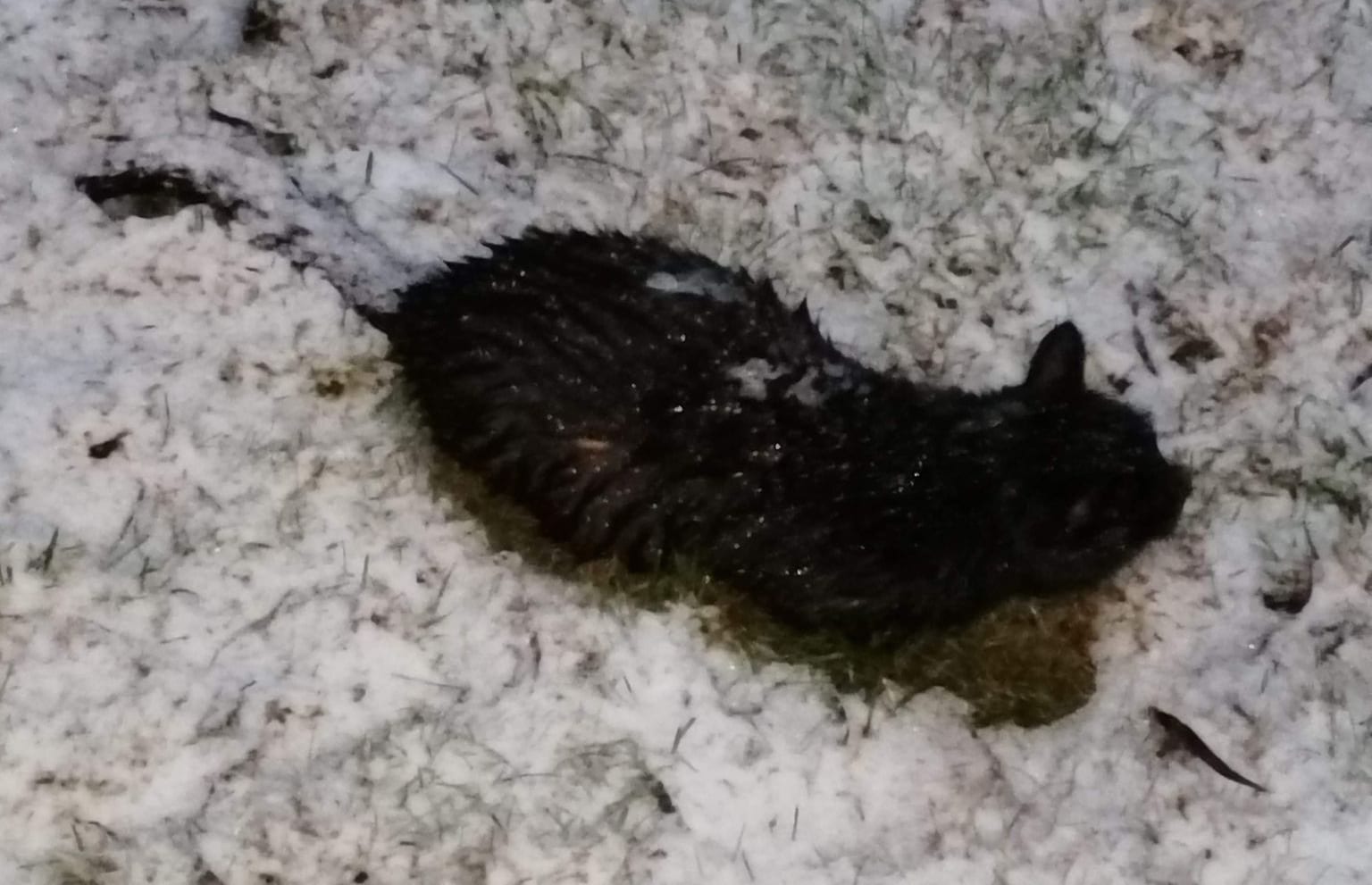 MEDTATT I SNØEN: Denne katten ble funnet medtatt i snøen etter å ha fått i seg musegift. Nå råder Dyrebeskyttelsen Norge Hedmark folk til ikke å bruke den ulovlige giften.