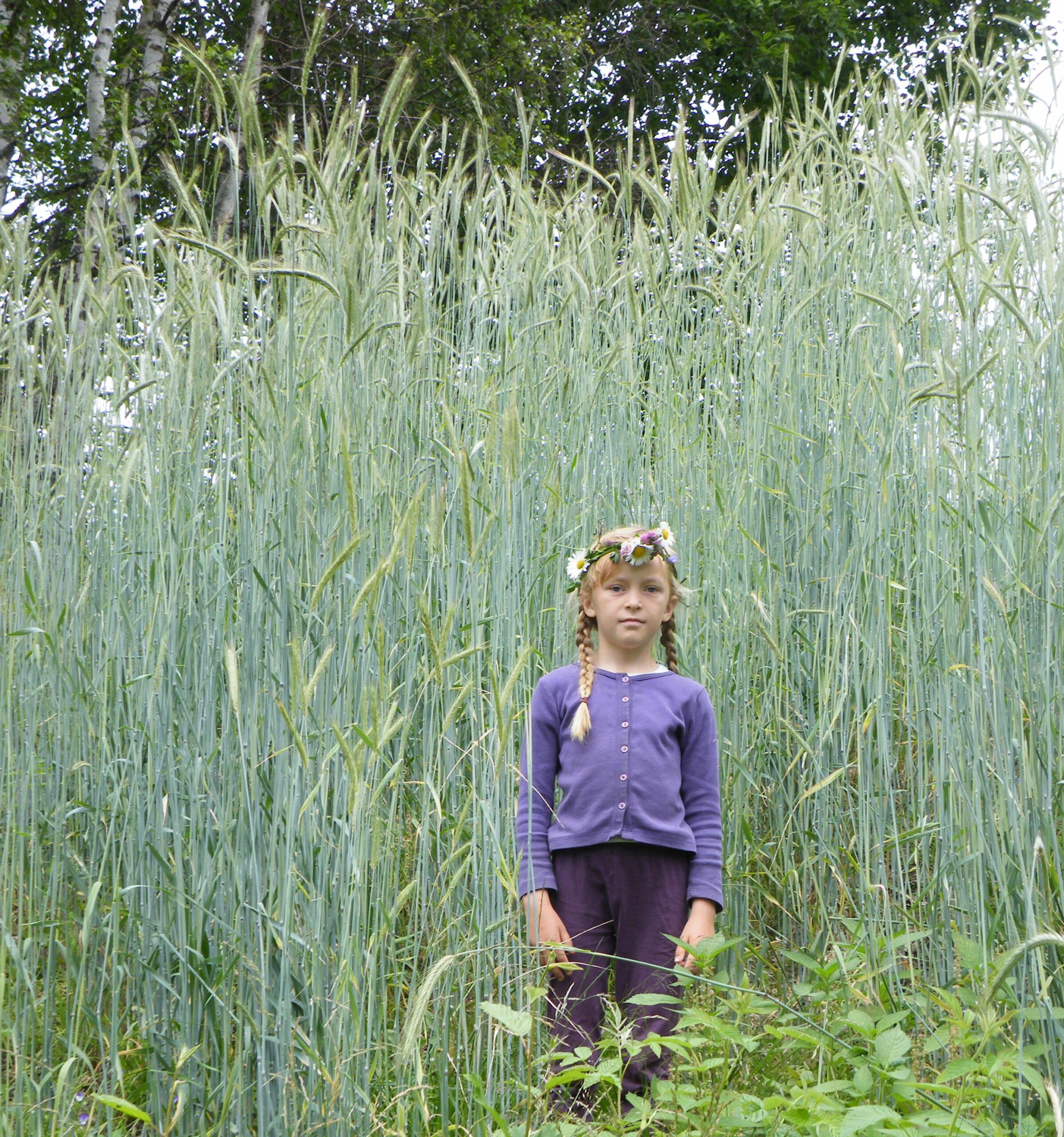 HØYE AKSER: Svedjerugaksene kan bli 2,5 til 3 meter høye. Her ser vi Ingeborg Hotvedt Boløkken stående blant svedjerug i forbindelse med et prosjekt på Finnskogen i 2010. Foto: Privat.