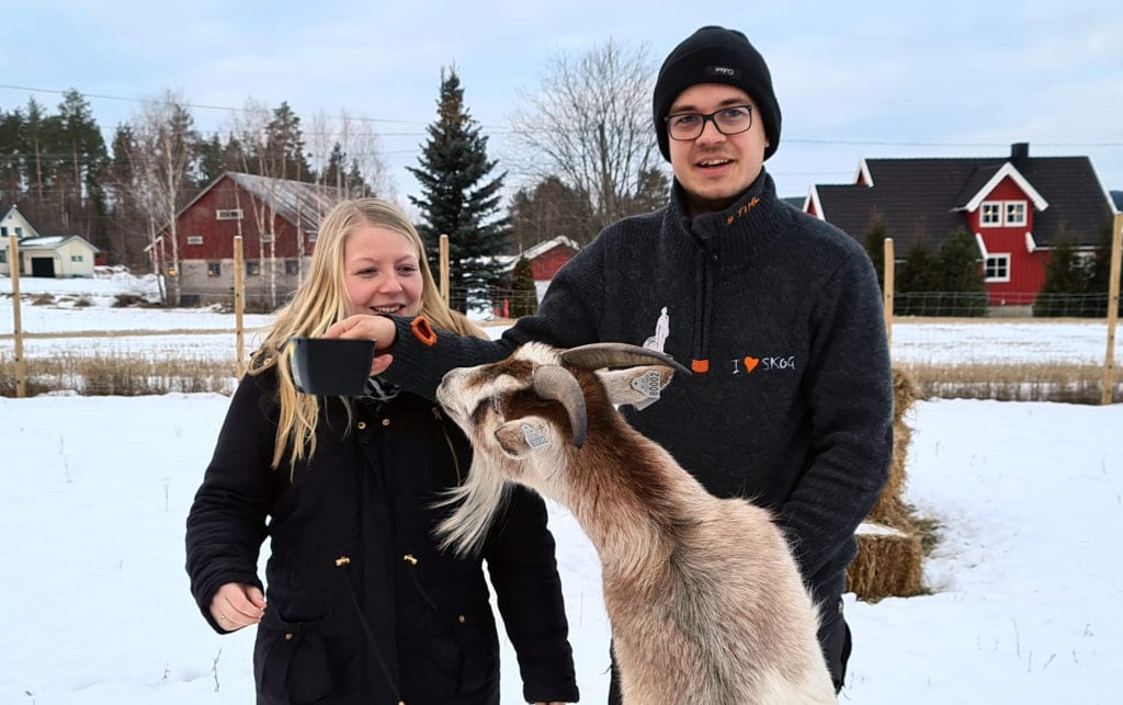 HOLDER KRATT NEDE: Geitene er bedre til å rydde kratt enn å stille opp på bilder. Malin og Simon har allerede flere bestillinger på gang.