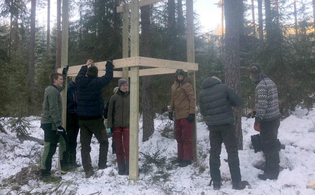 NY ART: Villsvin er en ny dyreart i Solør-skogene. Elevene ved Solør videregående skole på Sønsterud er for tiden med på et villsvinprosjekt.