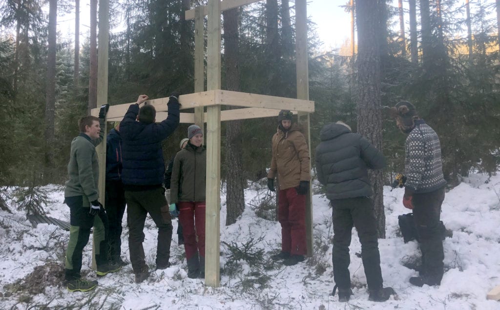 NY ART: Villsvin er en ny dyreart i Solør-skogene. Elevene ved Solør videregående skole på Sønsterud er for tiden med på et villsvinprosjekt.