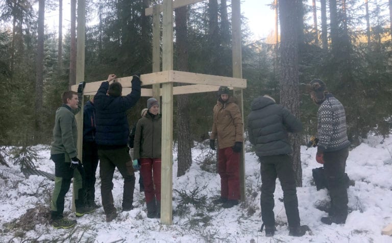 NY ART: Villsvin er en ny dyreart i Solør-skogene. Elevene ved Solør videregående skole på Sønsterud er for tiden med på et villsvinprosjekt.