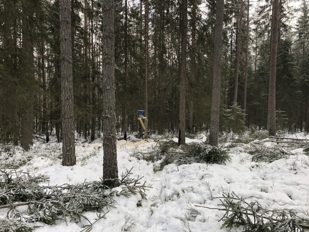LOKKES: Med mais lokkes forhåpentligvis villsvinene frem i skogen ved Sønsterud.