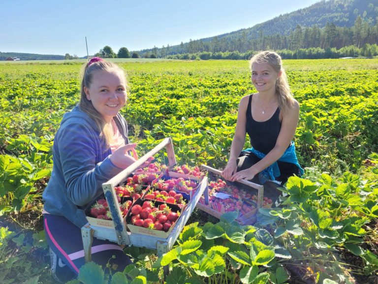 KILO PÅ KILO: Tilla-Oline Thingelstad-Holstad (til venstre) og Adele Dragsnes har vært med på innhøsting ved Sletten Mellem gård i Åsnes flere uker. Det blir mange kilo samt lange og varme dager i åkeren.