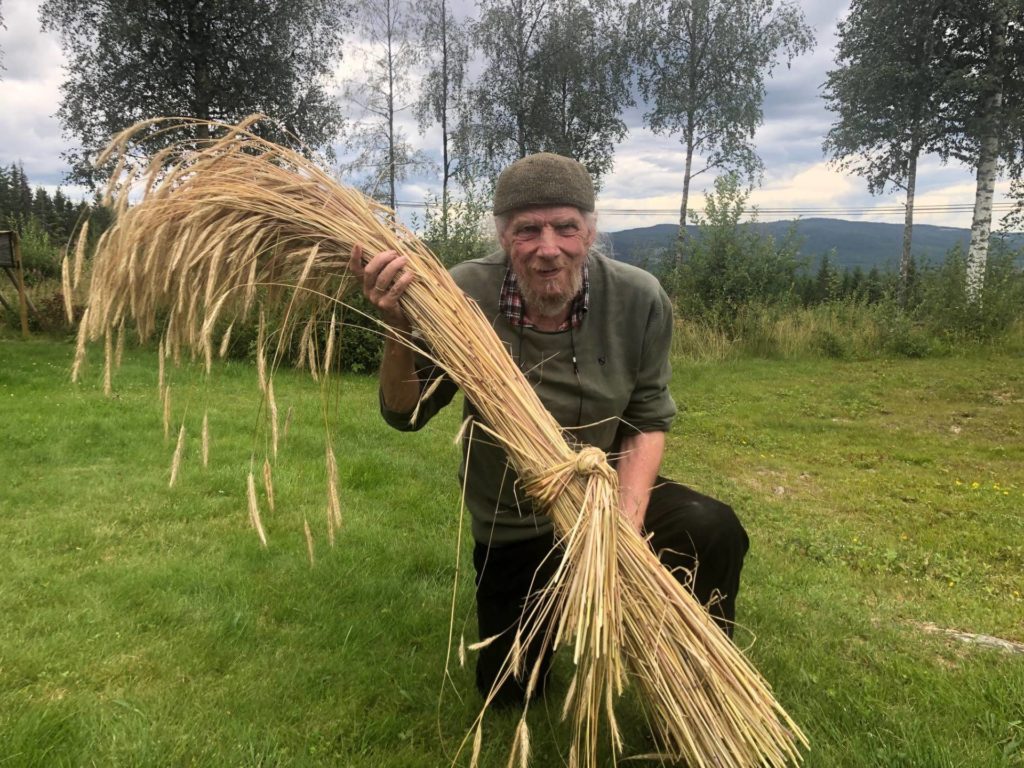 SVEDJERUG: Trond Burud med en bunt med svedjerug. Svedjerug er en møysommelig prosess som tar i alt 3 til 4 år fra man brenner skogen til rugen kan høstes. Dette er ikke høstet i brent aske men fra dyrket jord.