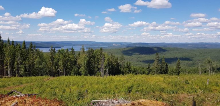 MER ENN SKOG: Finnskogen er mer enn bare skog. Den skogfinske kulturen har lokket mange til Solør i sommer, og Ane Ingeborg Sandnæs i Visit Kongsvingerregionen tror turismen på Finnskogen vil bli enda større i årene som kommer.