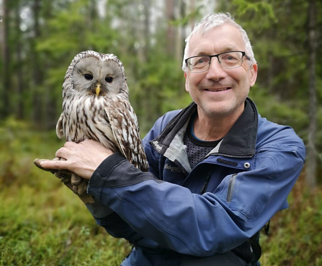 SJELDEN ART: Det finnes få slagugler i Norge. Denne ble innhentet for ringmerking i mai 2021 i Elverum. Gunnar Christian Nyhus håper uglene øst i Åsnes blir hensyntatt av politikerne i kommunen. Foto: Privat.