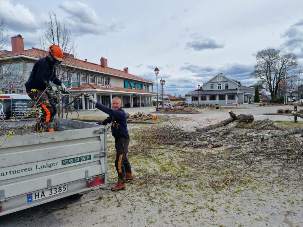 RYDDET UNNA: Ni busker ble felt foran Sparebank1 Østlandet på Flisa onsdag. Sean og Ludger er her i sving med opprydningen.