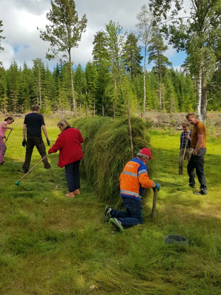 TRUET: Slåttemarker har i løpet av 1900-tallet blitt blant de mest truede naturtyper.