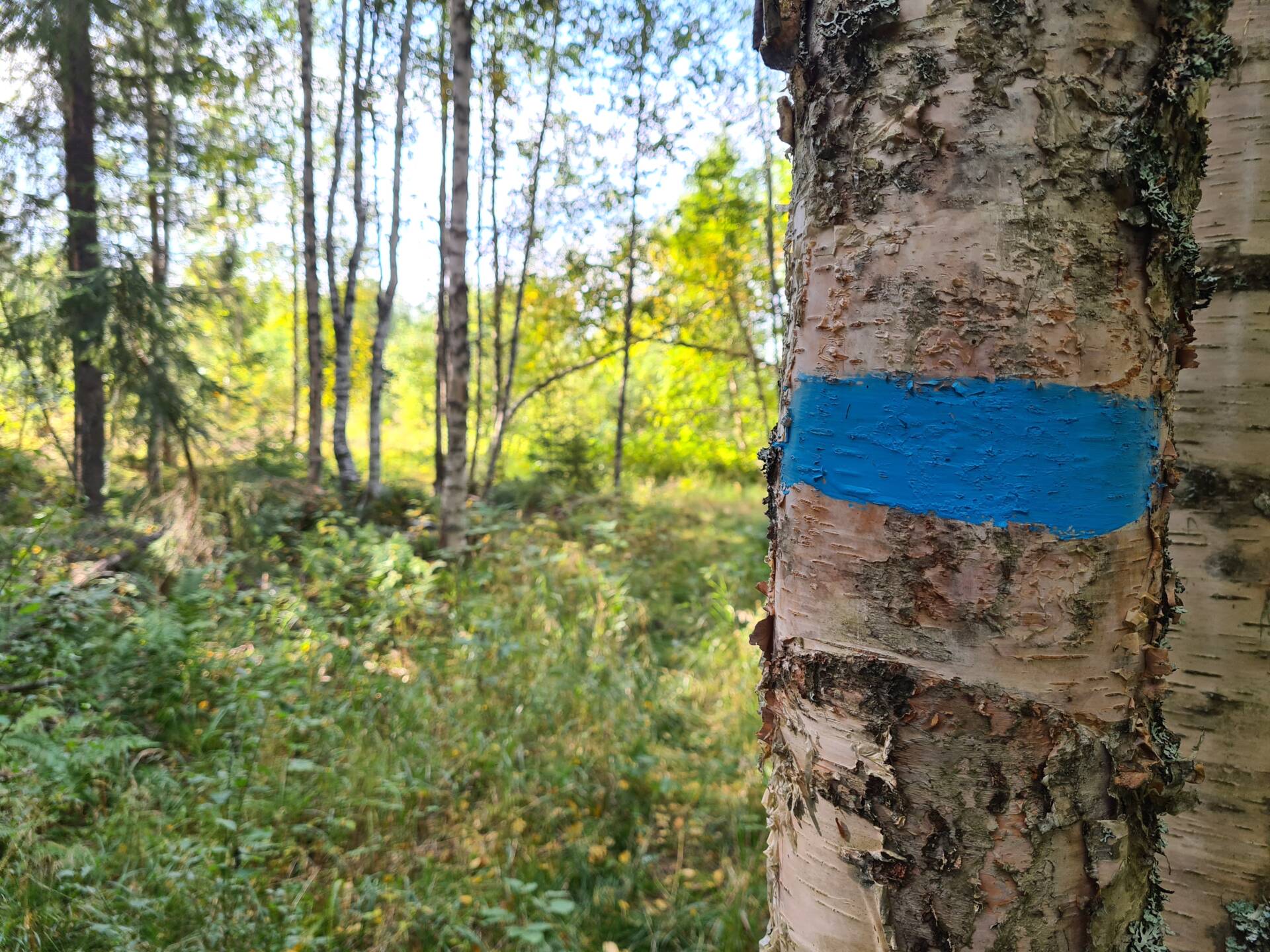 TIL STINETTET: Skoghøgda velforening får 5.000 kroner i støtte gjennom Statskogmillionen. Dette var det eneste lokale tiltaket som fikk penger denne gangen. Illustrasjonsbilde.