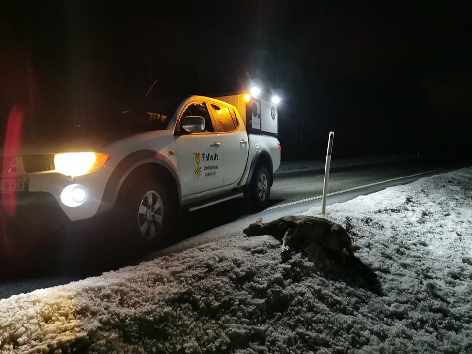 I ALL SLAGS VÆR: Både i bitende kulde og regnvåt snø er fallviltgruppene i beredskap. For tiden er det mange påkjørsler i Solør. Foto: Jan Aabakken.