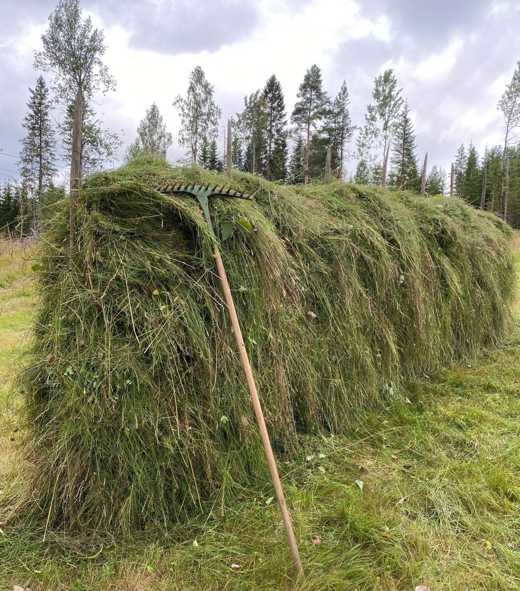 GAMMEL TRADISJON: Ada Bredalen er opptatt av gamle tradisjoner, og arrangerer derfor slåttedag på finnebruket Nedre Halberget. Hun håper mange fatter interesse for opplegget.